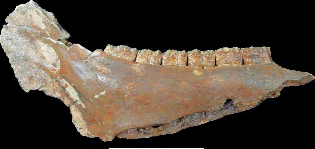 ª 5 cm Fig. 27. Osso da mandíbula de cavalo extinto Equus (Amerhippus) neogeous coletado na região da Represa Hidrelétrica Governador Ney Aminthas de Barros Braga, Município de Mangueirinha.