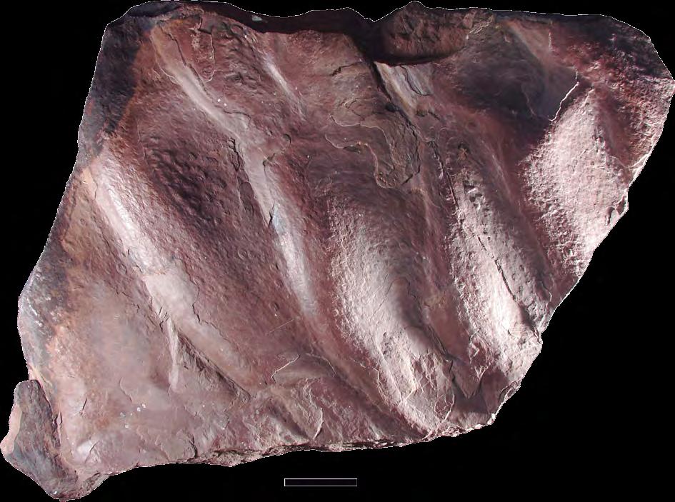 10 cm Fig. 6. Fósseis (Beltanelliformis) da Formação Camarinha, da região de Campo Largo.