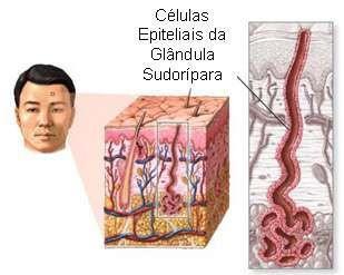 Tecido Epitelial GLANDULAR Glândulas endócrinas