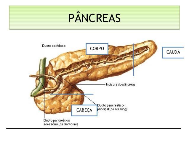 Tecido Epitelial GLANDULAR Glândulas endócrinas mistas (anfícrinas) são aquelas comportam-se que produzem como substâncias