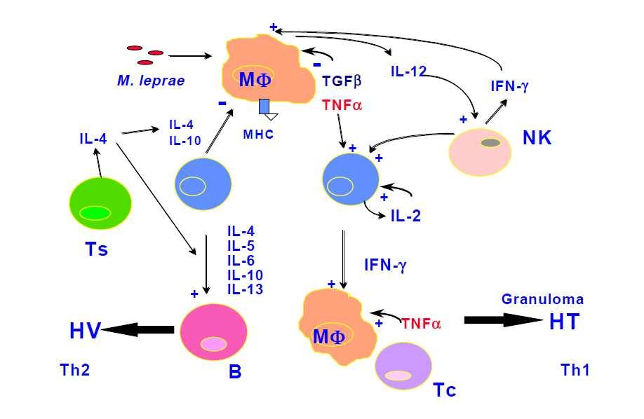 33 interleucina 10 (IL10) e interleucina 13 (IL-13) que são conhecidas como supressoras da atividade macrofágica e consequentemente capazes de promover o desvio da resposta imunológica.