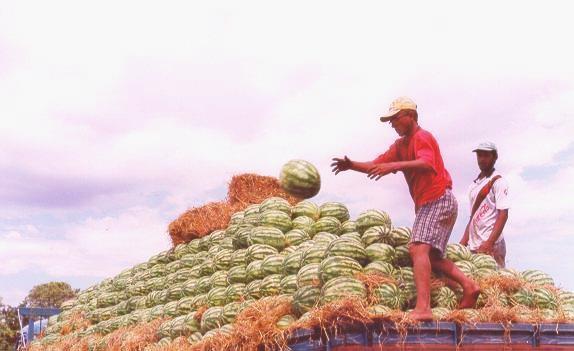 Frutos de melancia