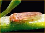 Hemiptera: Psyllidae: