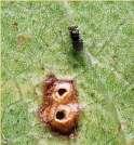 Hemiptera: Thaumastocoris