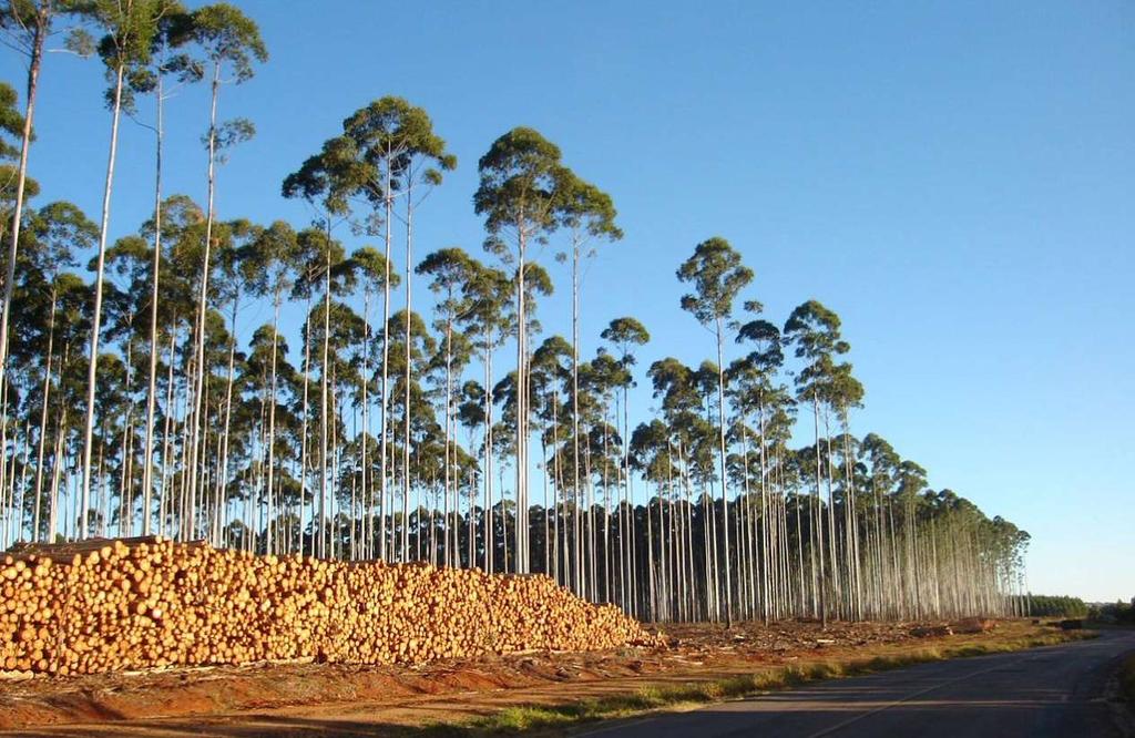Justificativa/importância Eucalyptus no Brasil