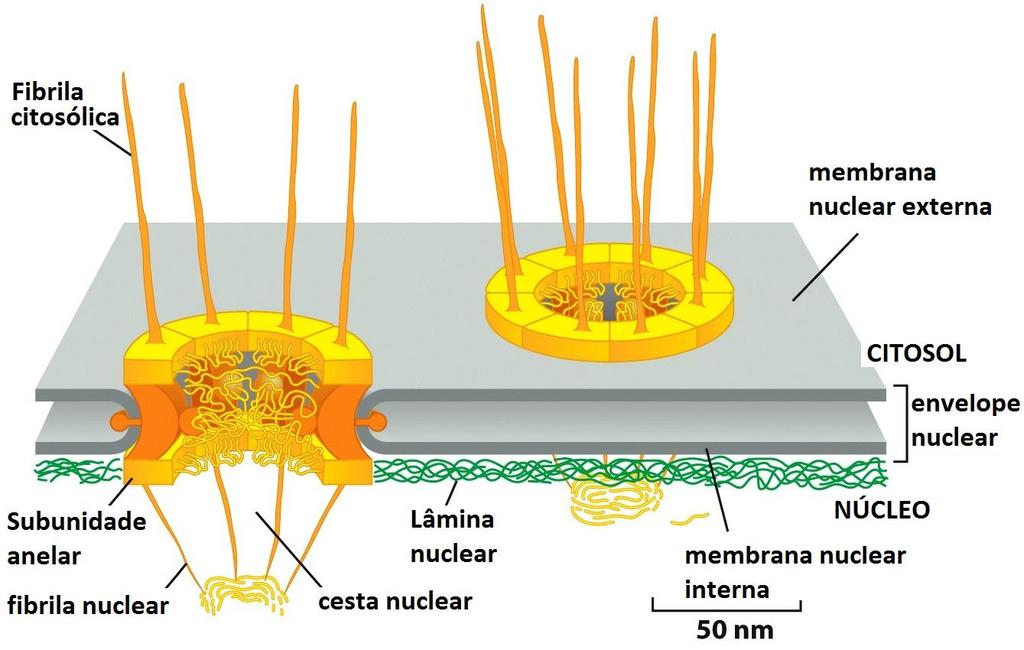 Pequenas moléculas solúveis em