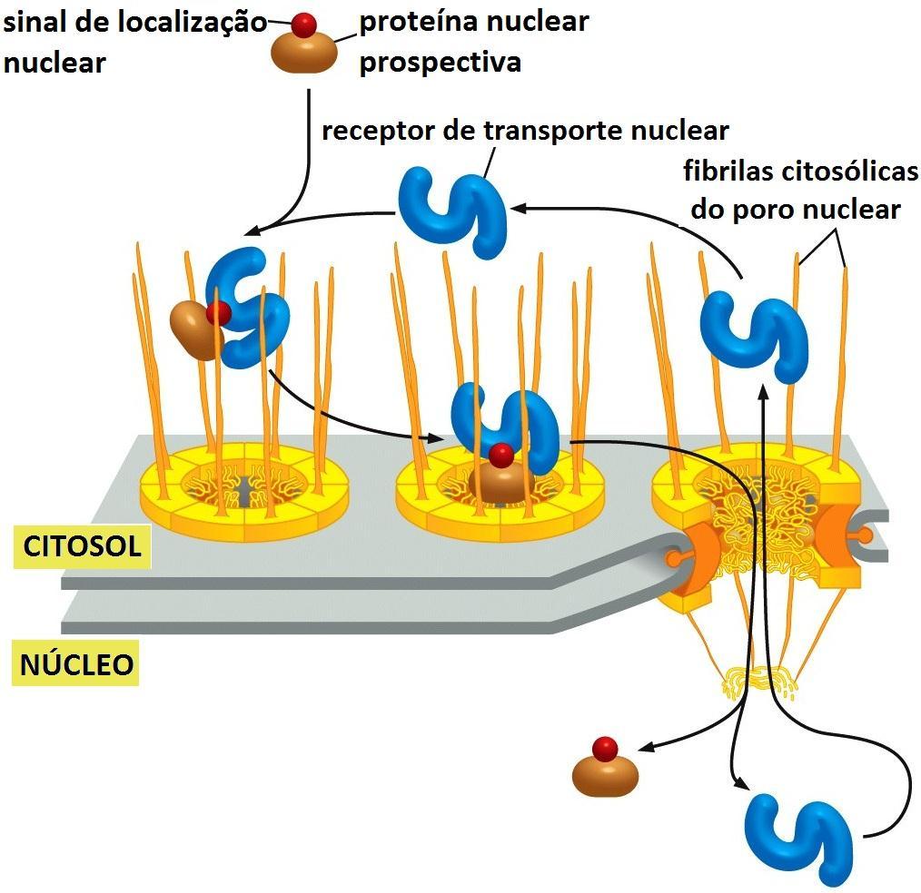 Com gasto de energia: