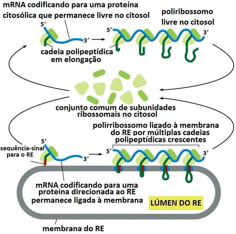 1. Conjunto comum de ribossomos sintetizam proteínas para o citosol ou proteínas que serão transportadas para organelas envoltas por membrana 2.