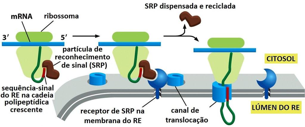 Proteínas solúveis são liberadas no lúmen do RE 1. SRP- Partícula de reconhecimento sinal: está presente no citosol e se liga a sequência-sinal do RE quando exposta pelo ribossomo. 2.