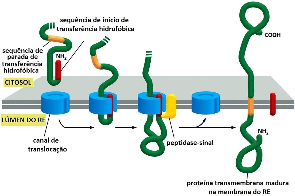 Sinais que determinam o arranjo da proteína transmembrana 1.