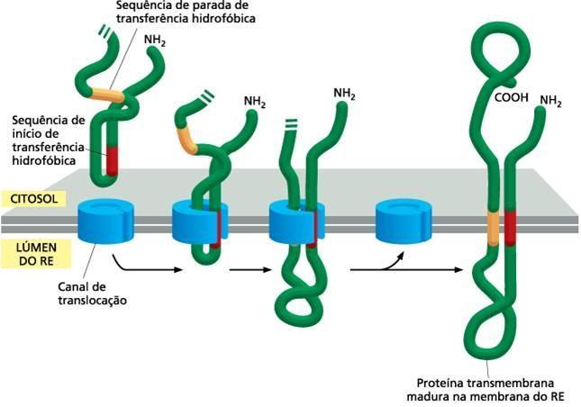 2. Proteína transmembrana de passagem dupla Não há