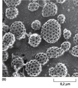 tem uma capa proteica distinta no citosol MEV demonstrando inúmeras fossas e vesículas