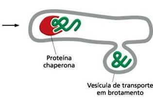 Controle de qualidade do RE As proteínas malformadas são