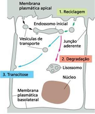 Destino das proteínas receptoras 1. Reciclagem: a maioria é devolvida ao mesmo domínio da membrana plasmática de onde vieram 2.