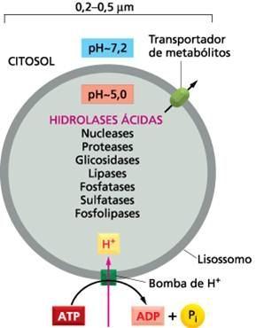 Lisossomos Sacos membranosos contendo enzimas hidrolíticas que conduzem a digestão intracelular Cerca de 40 tipos de enzimas estão presentes, as hidrolases ácidas que agem em ph ácido, dentro do