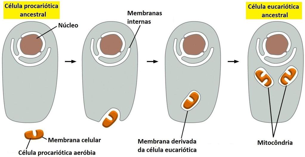 2. Fagocitose de bactérias: tem seus próprios genomas e