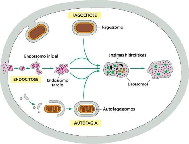 Vias dos materiais degradados Fagossomos: partículas fagocitadas fusionadas com lisossomos Endossomos: macromoléculas e