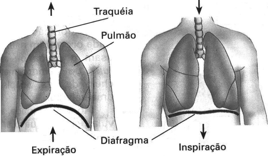 Manual do Atendimento Pré-Hospitalar SIATE /CBPR ou fraco e fino). O pulso fraco e fino, também chamado filiforme, geralmente está associado à diminuição do volume sangüíneo (hipovolemia).