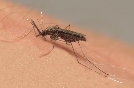 O vetor Os mosquitos transmissores da malária são insetos da família Culicidae, gênero Anopheles Este gênero compreende mais de 400 espécies, mas apenas 70 possuem importância epidemiológica.