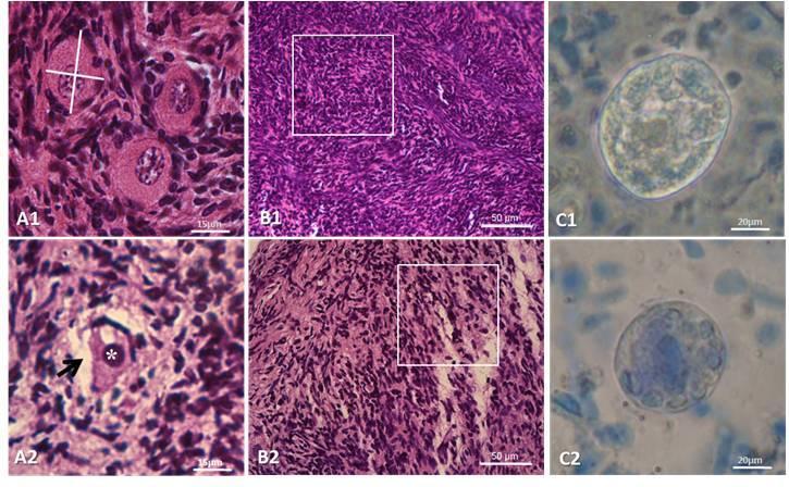 93 Figure 1. Morphological characteristics and viability of preantral follicles enclosed in different dimensions of goat ovarian tissue.