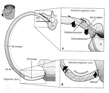 ESQUEMA DA MOVIMENTAÇÃO DA COSTELA MÚSCULOS DA INSPIRAÇÃO Primários da inspiração: diafragma, escalenos e intercostais Inspiração forçada: serrátil