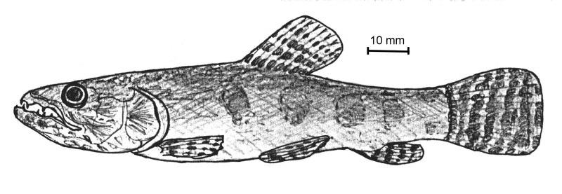 8 D. F. Mega & M. A. Bemvenuti PEIXE-REI NOME CIENTIFICO: Odontesthes bonariensis FAMILIA: Atherinopsidae Apresenta um corpo alongado com uma faixa prateada longitudinal.