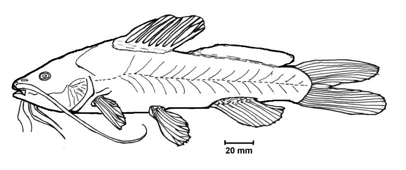 Guia didático sobre peixes da Lagoa Mangueira (2) PEIXES SEM ESCAMAS 9 Peixes com o corpo revestido de pele ou couro, com nadadeiras providas de forte espinho, chamado acúleo.