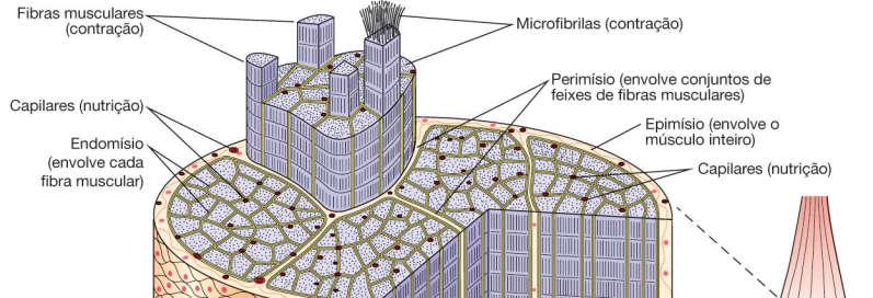 Características e particularidades Mesênquima Mioblastos proteínas filamentosas células longas (fibras de