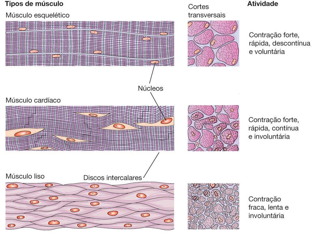 Tipos de músculo Células alongadas, cilíndricas, com multinúcleos periféricos Células