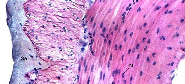 Músculo liso - Intestino