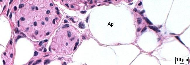 E) ml:célula