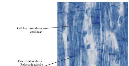 Músculo estriado cardíaco Discos intercalares reforçam a adesão celular e a