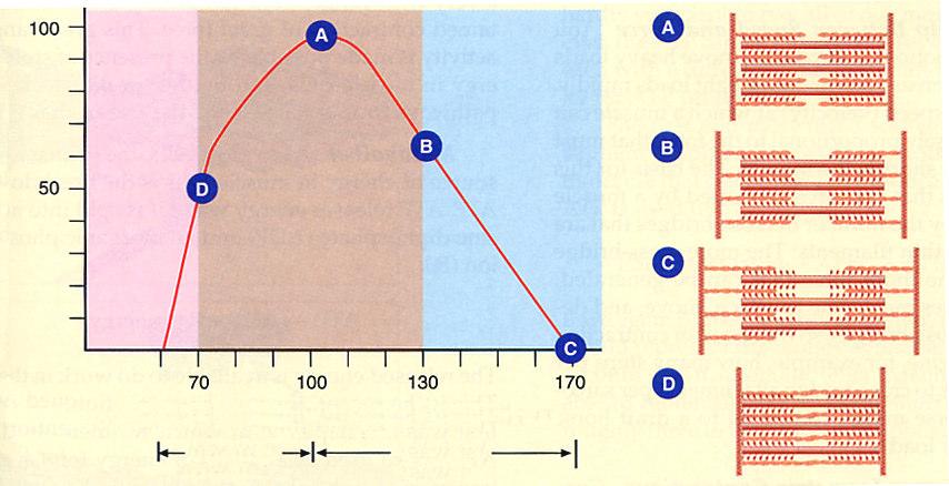 troponina-tropomiosina inibido pelo cálcio Interação actina-miosina Deslocamento (gasto de energia) Sai ADP + Pi,