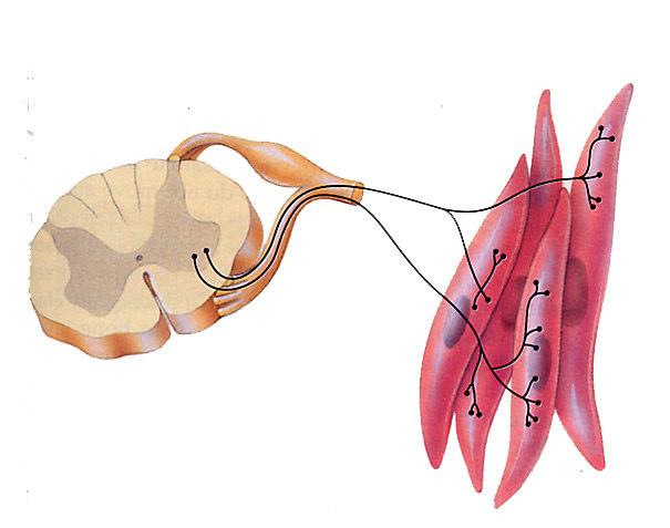 Unidade Motora Fibra Muscular - Neurônio motor 1:1 Unidade Motora: todas as fibras musculares inervadas por um mesmo neurônio motor 1 FN : 150 FM Potenciais de ação Atividade