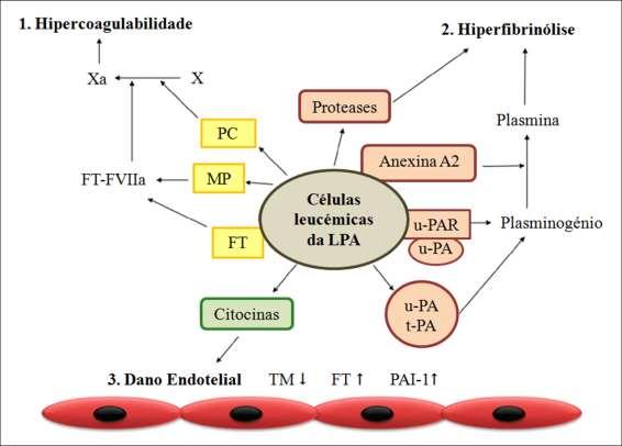 Figura 3. Patogénese da coagulopatia associada a LPA. 1.