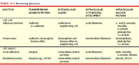 Junções de ancoramento - locais de ancoramento dos filamentos do