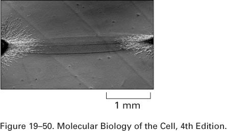 proteínas fibrosas Colágenos & Fibroblastos -O colágeno é orientado durante a deposição -Fibroblastos trabalham o colágeno que secretam, compactando-o em lâminas e fios -experimento: malha