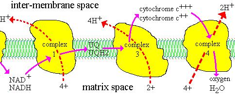 Rendimento Energético Complex 2 FADH 2 Para 1 mol de NADH oxidado, a quantidade de H + ejetada permite