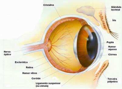 Posterior coroide Nervosa (interna) retina REPRESENTAÇÃO ESQUEMÁTICA DO