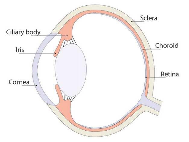 COROIDE RETINA COMPARTIMENTOS Anterior câmaras anterior e posterior