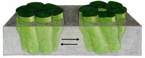 Integração de células em tecidos Junções celulares Junções de hiato (Gap junctions) Moléculas de dimensão inferior a