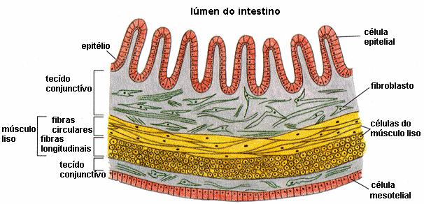 Integração de células em tecidos Introdução A maioria das células animais organizam se em tecidos que se associam em unidades funcionais de grandes dimensões: os órgãos.