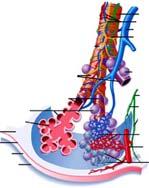 Vascularização da pleura Pleura parietal origem na aorta torácica ramos das artérias intercostais, diafragmáticas, mediastínicas e