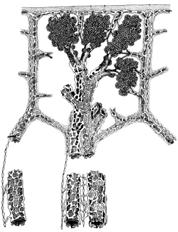 Linfáticos da pleura Alvéolos Pleura Pleura visceral não apresenta estomas não há comunicação directa entre o espaço pleural e a rica rede linfática submesotelial que recobre a superfície Linfáticos