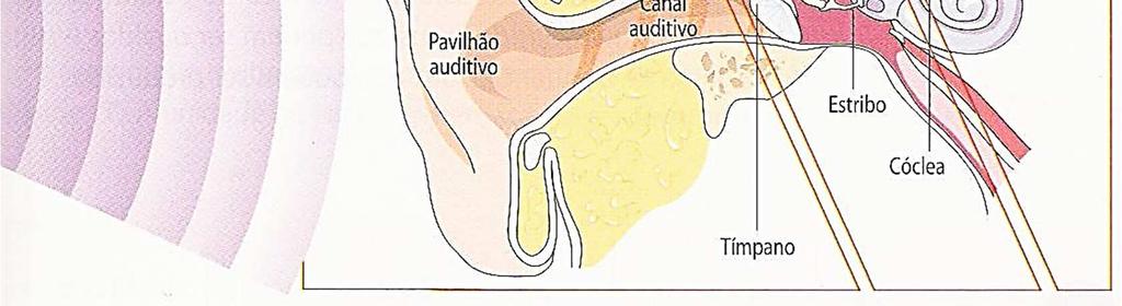 Ligados a ele estão os canais semicirculares, cuja função está envolvida com o equilíbrio do corpo.