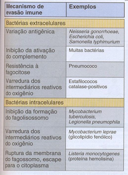 lesão tecidual Formação de granulomas (microbactérias)