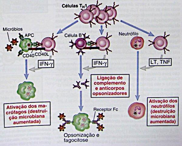 Protozoários intracelulares: Imunidade celular
