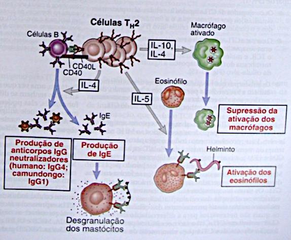 Imunidade Adquirida contra helmintos - Imunidade celular Resposta TH2 - Imunidade humoral: IgE, IgG e IgA - ADvação de eosinófilos e mastócitos EVASÃO DA IMUNIDADE POR PARASITAS Variação andgênica ü