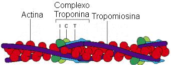 Troponinas (Tn) São proteínas presentes nas células musculares do aparelho miofibrilar do sarcômero, formando o Complexo Troponina Troponinas T,C e I Características: Fonte: Bruce Alberts, Alexander