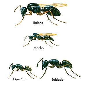 espécie sem associação anatômica